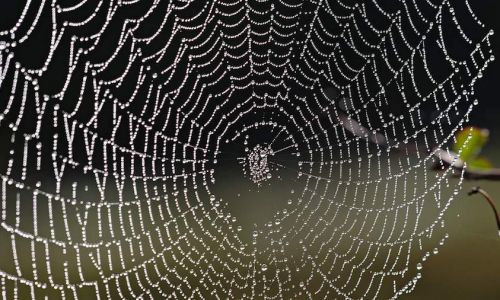 Spider Webs | Jupiter@Nite | 9.22.10
