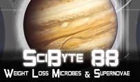 Weight Loss Microbes & Supernovae | SciByte 88