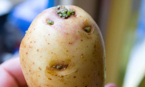 Happy Potato Day! | Jupiter@Nite | 8.19.10